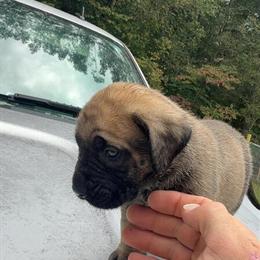 English Mastiff Puppies for Sale - 5 Weeks Old in Asheboro, nc
