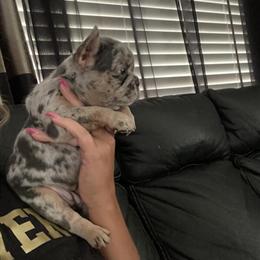 AKC French Bulldog Puppies Ready for Forever Homes in Novi, mi