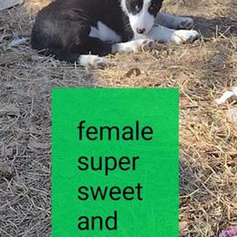 Border Collies for Adoption in Fayetteville, nc