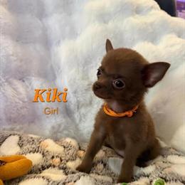 Two Fluffy Pomchi Puppies Looking for Loving Homes in Wooster, oh