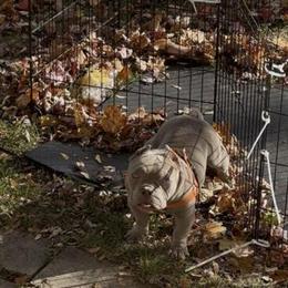 American Bully Puppy Looking for a Forever Home in Durand, mi