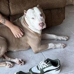 XL Pitbull Looking for a New Home in Fort Myers, fl