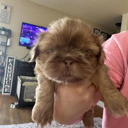 Shih Tzu Puppies - CKC Lavender Litter Available in Bunn, nc