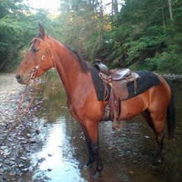 Morgan Mare, 3 Years Old, Registered, for Sale in Lykens, PA in Omaha, ne