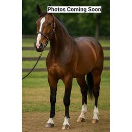Elegant Morgan Standardbred Road Horse Available in Manheim, PA in Omaha, ne