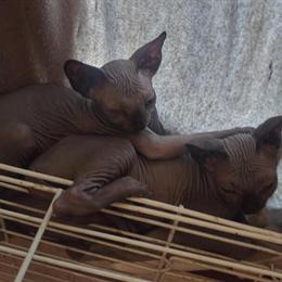 Two Female Black Sphynx Cats Available in Kenton, oh