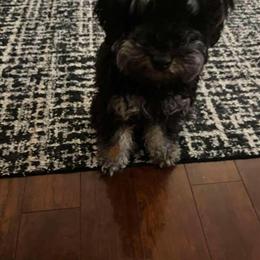Mini Poodle - 6 Month Old Female Looking for a New Home in Ashland, ky