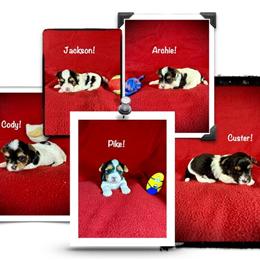 AKC Registered Biewer Terrier Puppies Ready for New Homes in Cincinnati, oh