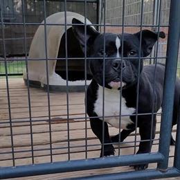 American Bully for Sale in Columbus, ga