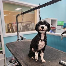 Toy Poodle Rehome in Fort Mill, South Carolina in Fort Mill, sc