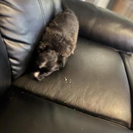 Maltese Chihuahua Puppies - 3 Females and 1 Male Available in Columbus, oh