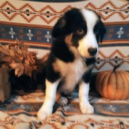 Australian Shepherd Puppies Available in Evansville, in