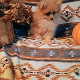 Pomeranian Puppies Available in Evansville, in