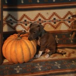 Italian Greyhound Puppies Ready for New Homes in Evansville, in