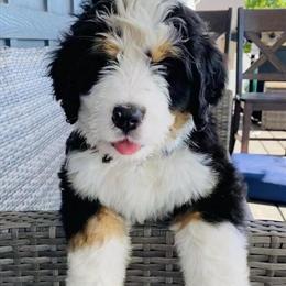 Bernedoodle Puppies Available in Madison, wi