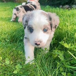 Australian Shepherd Puppies for Adoption in Madison, wi