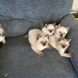 Siamese Kittens - 5 Male Seal Points Available in Worcester, ma