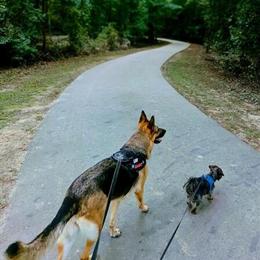 German Shepherd - Rescued AKC Registered Spayed Female in Greenville, nc