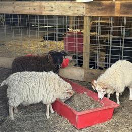 Hair Sheep and Shetland Cross Flock for Adoption in Caro, mi