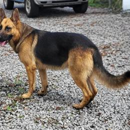 German Shepherd AKC Registered Stud Available for Approved Females in Greenville, nc