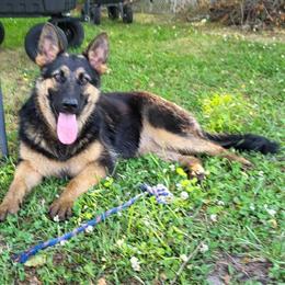 German Shepherd Female, AKC Registered, 1 Year Old in Greenville, nc