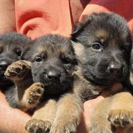 AKC German Shepherd Puppies with Import Bloodlines in Greenville, nc