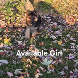 German Shepherd Puppies Available - Only Two Left! in Saginaw, mi