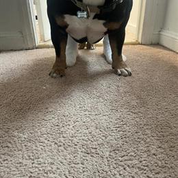 Male dog for sale, seeking a loving home in Chicago, il