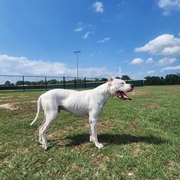 Dogo Argentino Stud Available in Dallas, tx