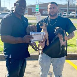 American Pit Bull Terrier Puppies Available in Little Rock, ar