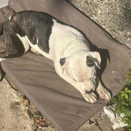 10 Month Old Male Pitbull Puppies for Rehoming in Passaic, nj