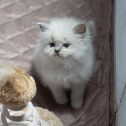 Ragdoll Kittens Available in Memphis, tn