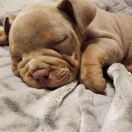 American Bully Stud Breeding Services in Athens Clarke County in Athens, ga