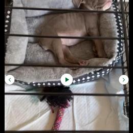 American Bully Pup Ready to Go in Bear, de