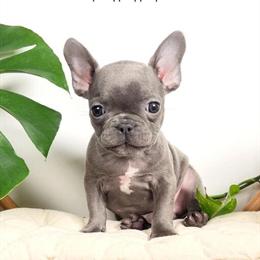 Blue French Bulldogs Available for Forever Homes in Antioch, tn