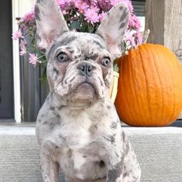 French Bulldog Puppies Available for Rehoming in Antioch, tn