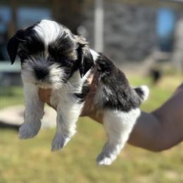 Shih Tzu Puppies Ready for New Homes in Leander, tx