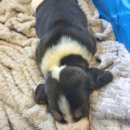 Basset Hound Puppies Available in Madison, in