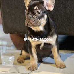 Male French Bulldog Puppy Available Near Indianapolis, IN in Berwyn, il