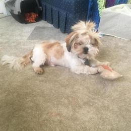 Shih Tzu Male for Stud with Blue Eyes in La Crosse, wi