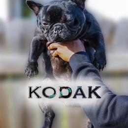 Top Pedigree French Bulldog Studs Available for Breeding in Greensboro, nc
