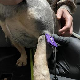 Mobile Progesterone and Pregnancy Testing in Greensboro in Greensboro, nc