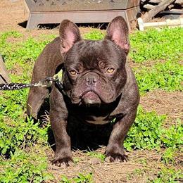 Chocolate French Bulldog Boy Available in Riverside, ca