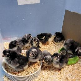 Barred Rock Chicks for Sale in Riverside, ca