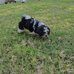 AKC Shih Tzu Puppies Available for Adoption in Lakeland, fl