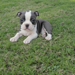 Female Blue Boston Terrier - 11 Weeks Old in Lakeland, fl