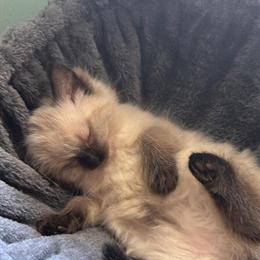 Ragdoll Kittens Available from Sweet Litter Born 8/9 in Milwaukee, wi