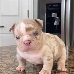 Merle Male Dog Ready for Forever Home in DeLand, fl