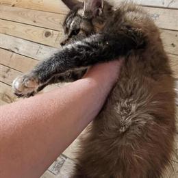 TICA Registered Female Maine Coon Ready for Adoption in Ottertail, mn