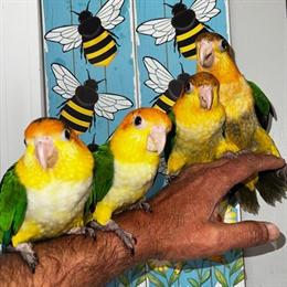 White Bellied Caique Babies for Sale in Schaumburg, il